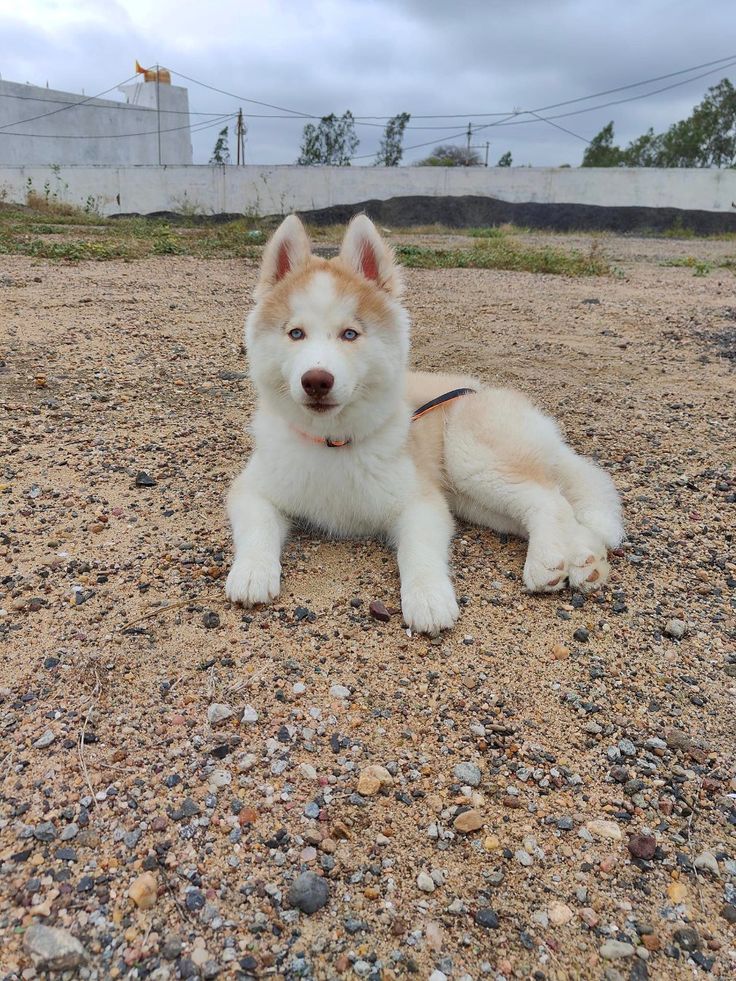 Foto Chico